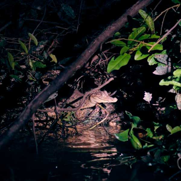 Amazonia-4